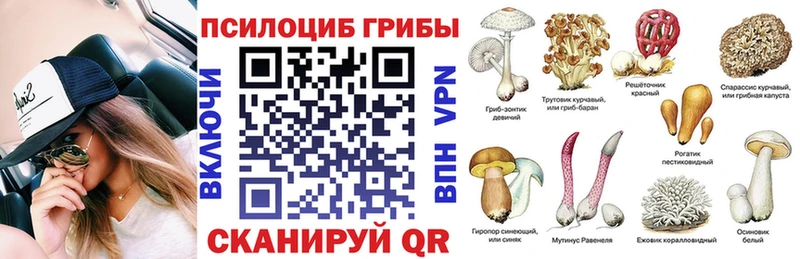 Купить  Андреаполь  Галлюциногенные грибы Psilocybine cubensis 